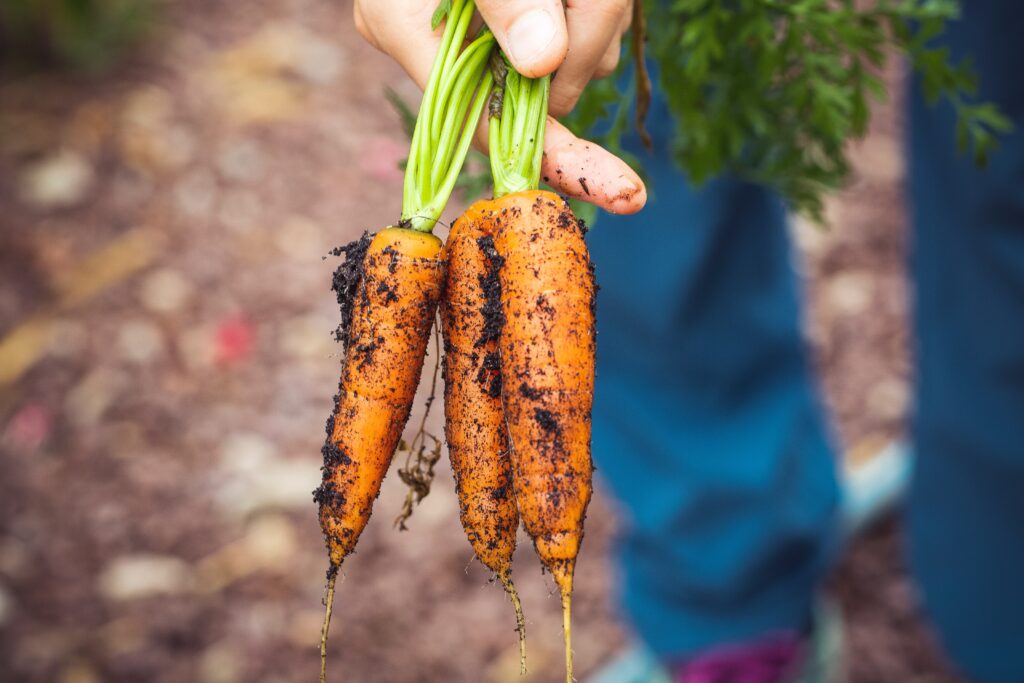 Why choose seasonal food?