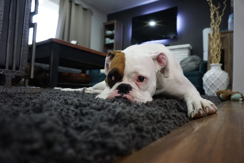 White and tan bulldog lying on a rug procrastinating. Is Procrastination affecting your health?
